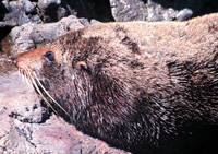 South American Fur Seal Image