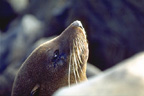 New Zealand Fur Seal Image