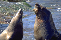Juan Fern�ndez Fur Seal Image