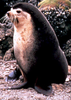 Subantarctic Fur Seal Image