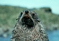 Antarctic Fur Seal Image