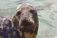 Grey Seal Image