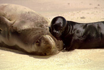 Hawaiian Monk Seal Image