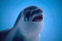 Ross Seal Image