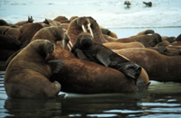 Odobenus rosmarus - Image 2