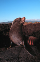 Arctocephalus gazella - Image 1