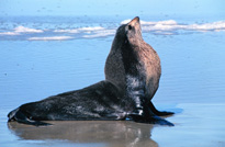 Subantarctic Fur Seal