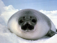 Hooded Seal Image