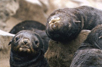 Northern Fur Seal Image