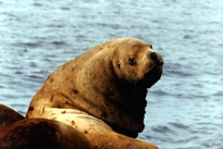 Steller Sea Lion Image