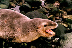 Leopard Seal Image