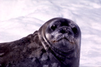 Weddell Seal Image