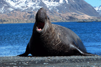 Southern Elephant Seal Image