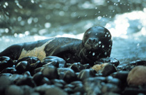 Mediterranean Monk Seal Image