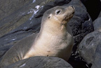 Australian Sea Lion Image