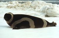 Ribbon Seal Image