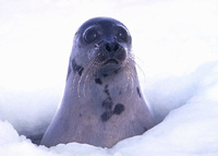 Harp Seal Image