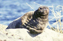 Phoca hispida - Image 4