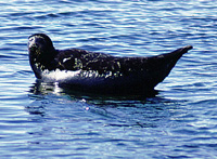 Phoca hispida - Image 2