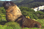 New Zealand Sea Lion Image