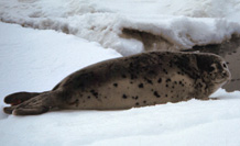 Spotted Seal Image
