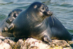 Baikal Seal Image