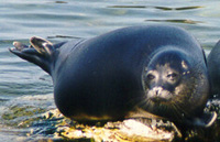 Baikal Seal