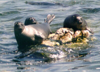 Phoca sibirica - Image 3