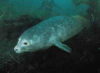 Phoca vitulina - Image 2